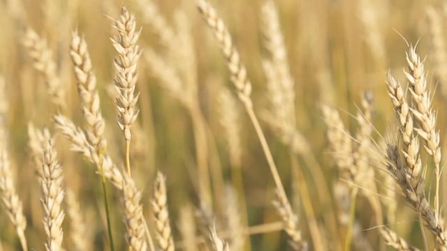 Wheat field