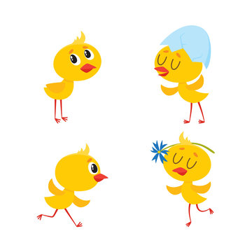 vector cartoon cute baby chicken characters set. Yellow small funny newborn chicks hatching, standing with shell at head, playing with flower, running. Flat isolated illustration on a white background