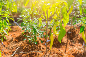 Green Sweet Chilli Plant in Home Garden
