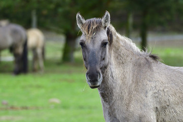 Naklejka na ściany i meble Exmoor-Pony