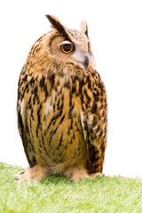 Animal closeup show face bird eagle owl