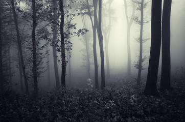 Obraz premium fantasy forest landscape with trees in fog
