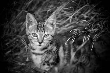 Le tigre est en toi