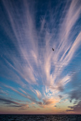 Beautiful sunset in different colors and flighting bird