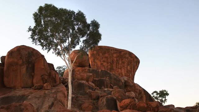 an evening close up of a ghost gum and the devil's marbles in australia's northern territory at sunset