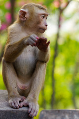 young macaca monkey sitting on a wall.