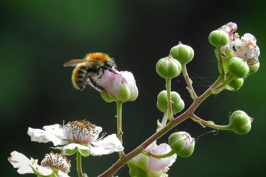 Wildbiene auf Brombeerbl&uuml;te