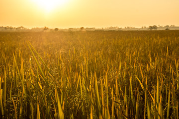 Gold Wheat flied at sunset, rural countryside