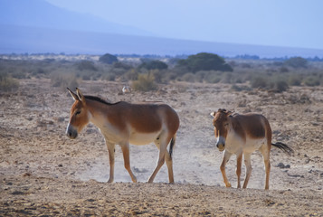 Onager (Equus hemionus) is a brown Asian wild donkey inhabits nature reserve park near Eilat, Israel