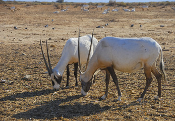 Antelope Arabian white oryx (Oryx dammah) inhabits the Israeli nature reserve, this species is in...