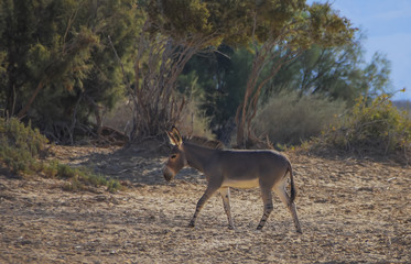 Somali wild donkey(Equus africanus). This species is extremely rare both in nature and in captivity. Nowadays it inhabits nature reserve near Eilat, Israel