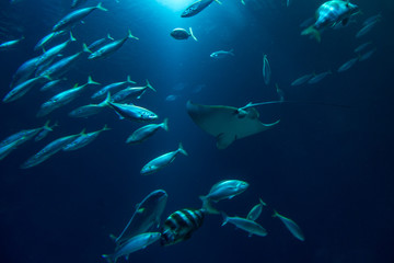 Fischschwarm im Aquarium © parallel_dream