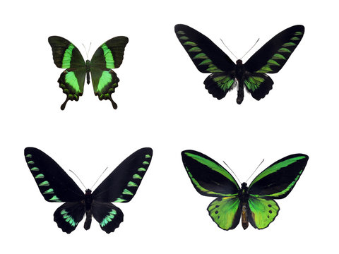 Set of four green tropical butterflies