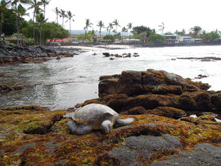 ハワイのウミガメ