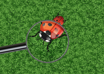 Obraz premium biedronka - natura - symbol - lupa - naturalna - trawa - tło - detal - owad - obserwacja - mała