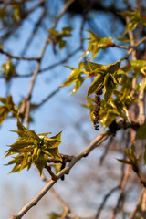 The first spring gentle leaves