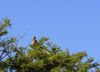Speckled Mousebird, (Colius striatus), sitting on green tree, with blue sky in background, South Africa