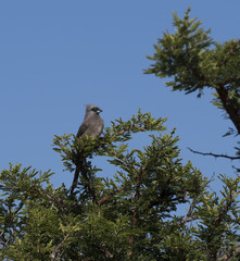 Speckled Mousebird, (Colius striatus), sitting on green tree, with blue sky in background, South Africa