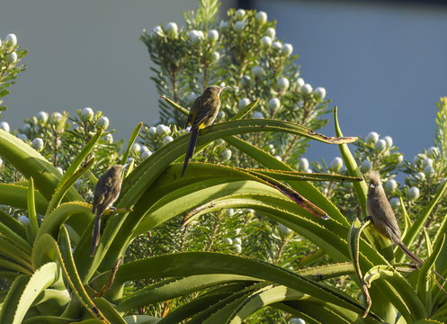Cape Sugar Bird with Speckled Mousebird, (Colius striatus), sitting on Aloe vera plant, with blue sky in background, South Africa
