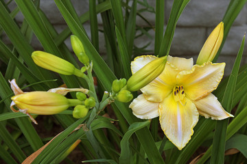 Beautiful flowers in the garden