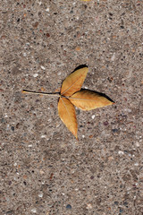 Colorful autumn leaves