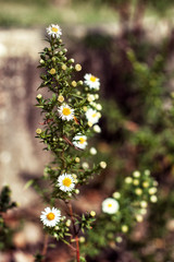 Wild chamomile