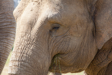 Large herd of Asian Elephants eating grass
