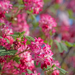 Blut-Johannisbeere, Ribes sanguineum, Blüten