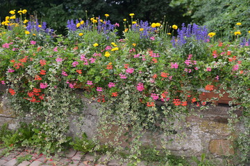 Mauer mit Blumen