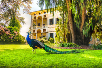 peacock Isola Madre lake Maggiore piedmont Italy