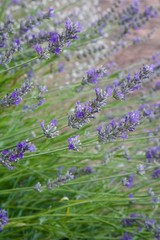 Lavender 9th