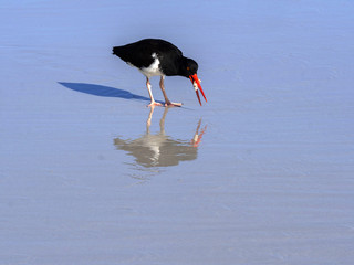 American oystercatcher, Haematopus palliatus, fish in crustacean sand, Santa Cruz, Galapagos, Ecuador.