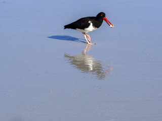 American oystercatcher, Haematopus palliatus, fish in crustacean sand, Santa Cruz, Galapagos,...