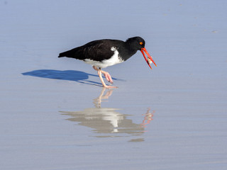 American oystercatcher, Haematopus palliatus, fish in crustacean sand, Santa Cruz, Galapagos,...