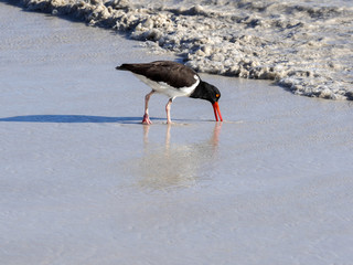 American oystercatcher, Haematopus palliatus, fish in crustacean sand, Santa Cruz, Galapagos,...
