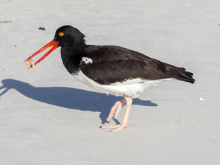 American oystercatcher, Haematopus palliatus, fish in crustacean sand, Santa Cruz, Galapagos, Ecuador.