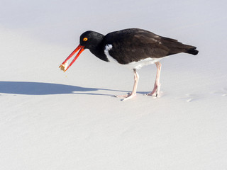 American oystercatcher, Haematopus palliatus, fish in crustacean sand, Santa Cruz, Galapagos, Ecuador.