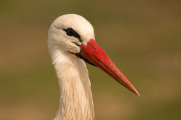 Elegant white stork