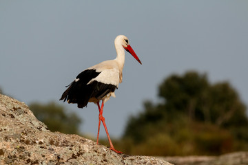 Elegant white stork