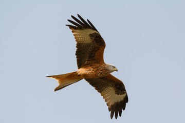 Awesome bird of prey in flight