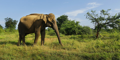 elephant walking in national park