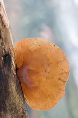 Auricularia auricula-judae, known as the Jew's ear, wood ear, jelly ear is a species of edible Auriculariales fungus