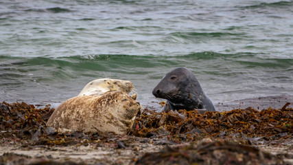 Seals Germany Helgoland Northsea