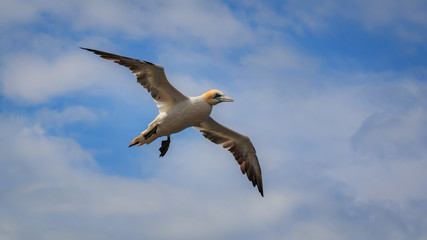Gannet Helgoland Germany