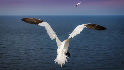 Gannet Helgoland Germany