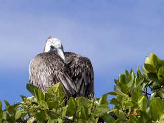 Brown Pelican, Pelecanus occidentalis urinator, is a subspecies living in the Galapagos, Santa Cruz,  Ecuador.