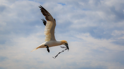 Gannet Helgoland Germany