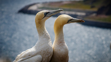 Gannet Helgoland Germany