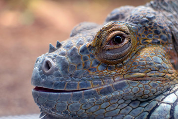 Close up of beautiful iguana