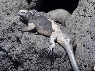 Portrait of the bizarre Marine Iguana, Amblyrhynchus cristatus hassi, Santa Cruz, Galapagos, Ecuador